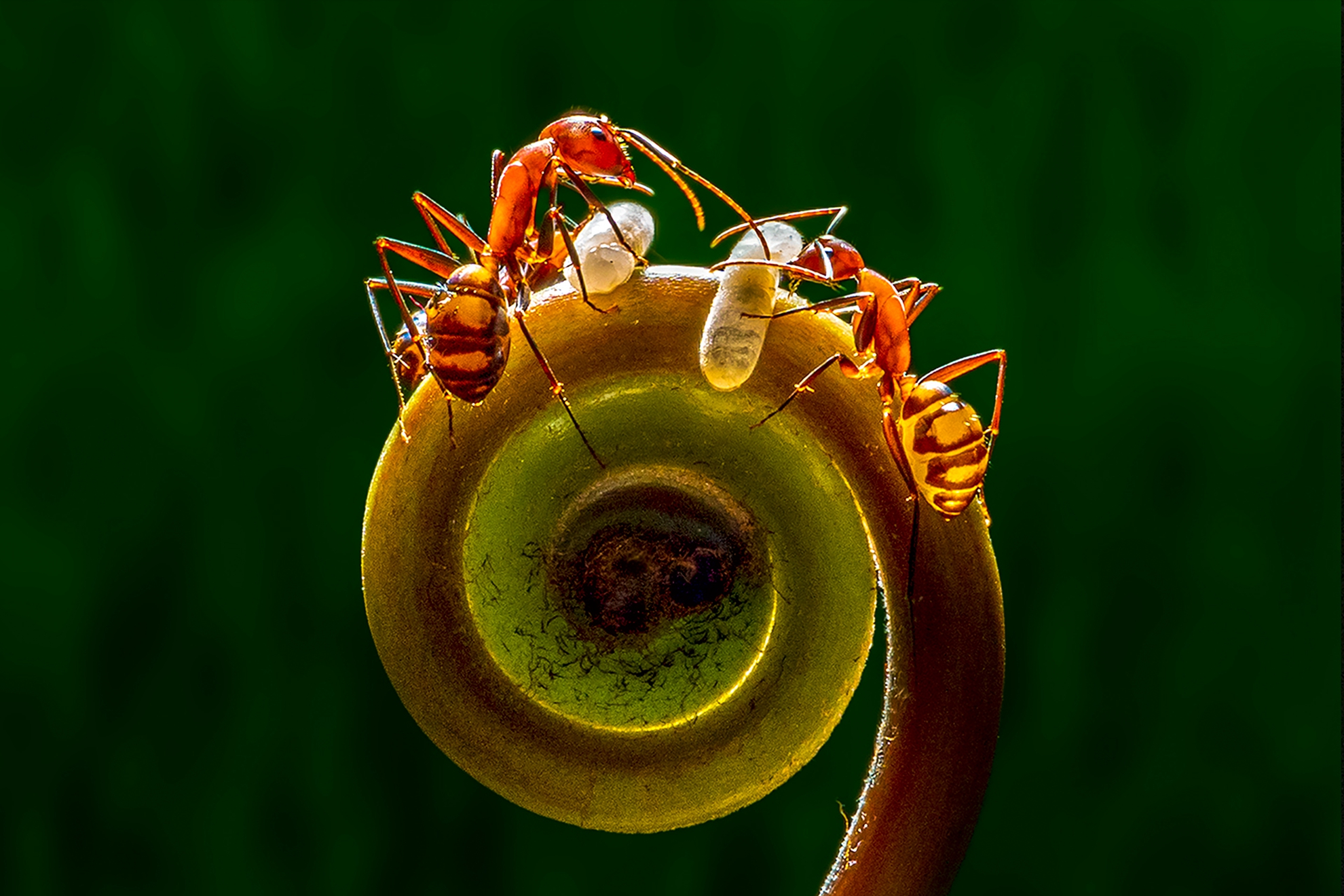 12月-入選-戴志英-護卵